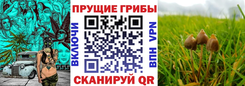Псилоцибиновые грибы ЛСД  MEGA рабочий сайт  Славск  где купить наркоту 